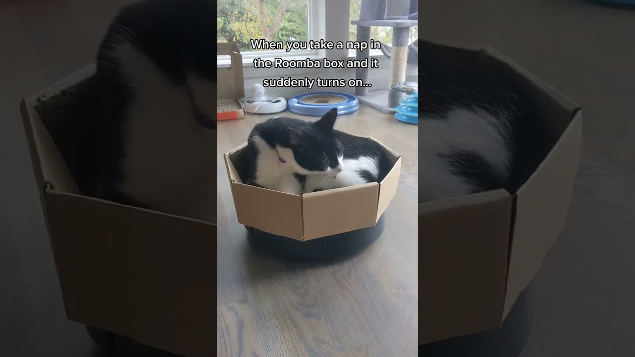 Roomba Cat? 😹😹😹 || beaglebitez – cute pet videos