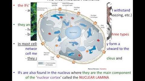 Lecture 15 - Cytoskeleton - Part 1 - Chapter 17