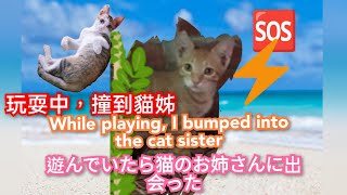 玩耍中遇到貓姊❗遊んでいたら、猫のお姉さんに会いました❗While playing, I met the cat sister❗#台湾#cat#猫#小貓#taiwan#cutecat#台灣#橘貓