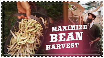 Pole Bean Harvest - How to Get the Most Out of Your Vines