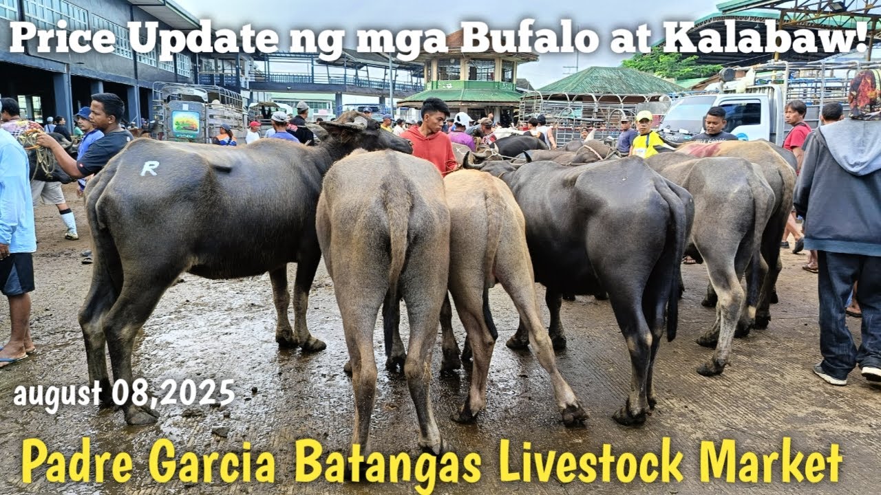 Price Update ng mga Bufalo at Kalabaw sa Padre Garcia Batangas