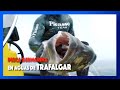 ✅🔝10 Pesca SUBMARINA en aguas de TRAFALGAR ⚓️SUSCRIBETE