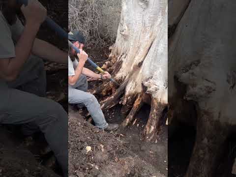 Giant tree stump removal. Step 1: DIG