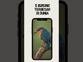 5 Burung terbesar di dunia