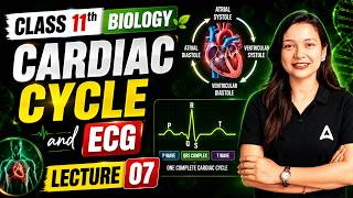 Cardiac Cycle and ECG in One Shot | Class 11 Biology Body Fluids and Circulation | Lecture 07