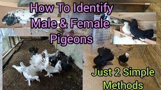 How To Identify Male & Female Pigeons With 2 Simple Methods