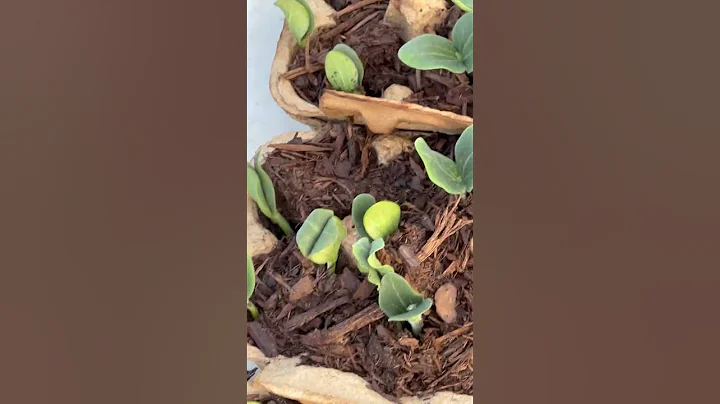 Pumpkin update about to transplant them this weekend #garden #pumpkin