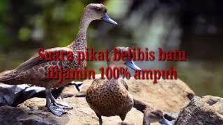 suara pikat belibis batu dijamin ampuh 100% gacor