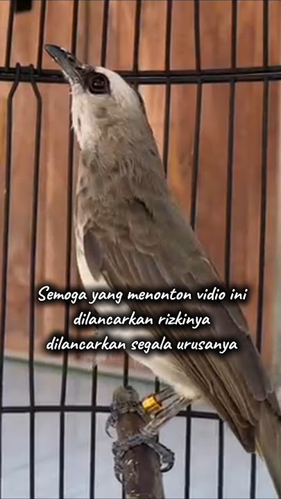 lancar rizki dan urusan #trucuk #trucukan #trucukropel #ropeltrucukan #suaraburung #suaratrucukan
