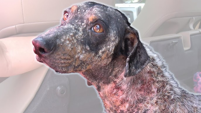 Homeless Houston Street Dog With Mange Turning to Stone Begging For Help