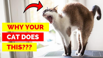 7 Shocking Reasons Your Cat Arches Their Back!