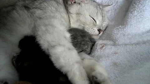 Video 11884651: kittens litter, cat exotic, first litter, beautiful kitten