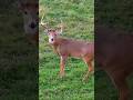 "Heart-Pounding Bowhunting Action in the Woods" #bowhunting #wildlife #deerhunting #deer #hunting