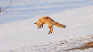 キタキツネ雪原の狩り　Hunting of red fox on snow-field