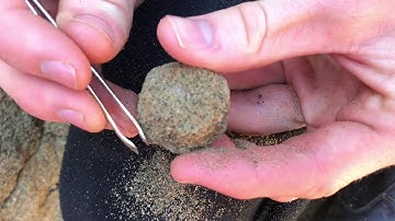 Micro-Fossil Hunting In Western Australia! (Teeth + Vertebrate...)