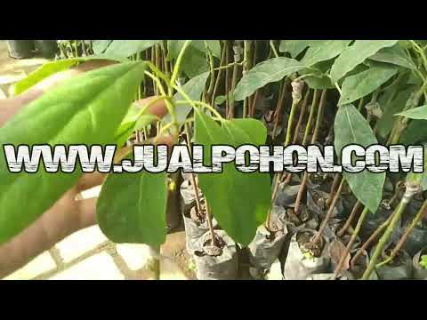 Bibit Tanaman Buah Alpukat Hass Stok Banyak Langsung Petani