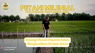Rahasia Sukses Petani Padi Organik Tanpa Bahan Kimia