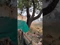 आओ करें श्री धाम वृन्दावन में वास