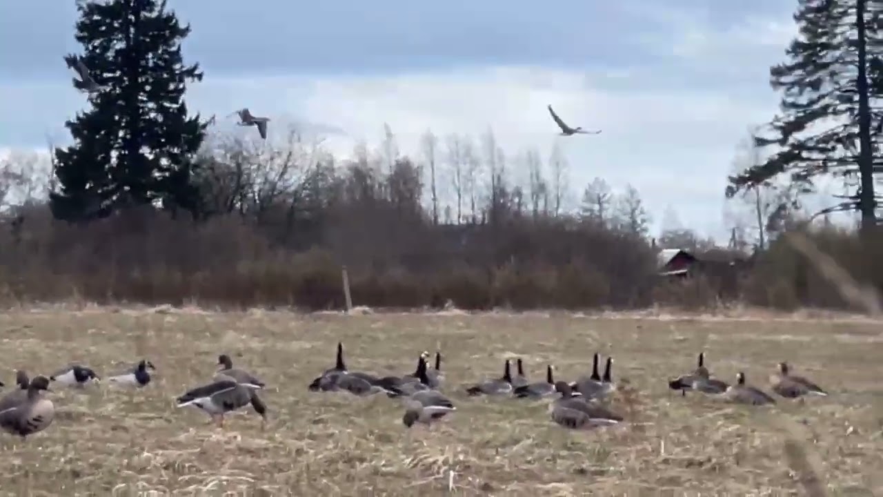 Посадка в чучела Duck Mania Alfa.