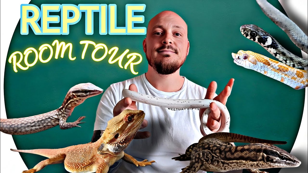 ЭКСКУРСИЯ ПО НОВОМУ ЗАЛУ С РЕПТИЛИЯМИ 🐍🐢🦎 | WESTBAY REPTILES