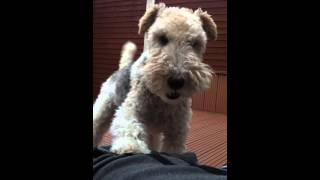 Fox terrier attack