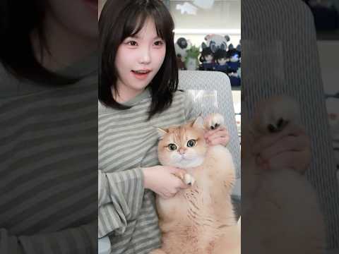 꾸꾸의 <strong>뱅뱅뱅</strong> 댄스 #고양이 #꾸꾸 #댄스
