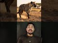 Hyenas are more dangerous than you might think! #hyenas #waild #cse #instagram #facts #