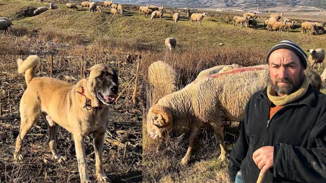 200 Koyundan Yılda 400 Kuzu Alıyor - 54 Yaşında Çoban İsmail #hayvancılık