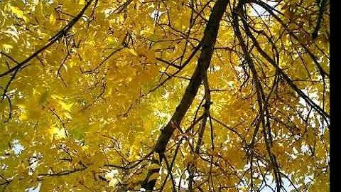 'October Colors' by Edward Weiss