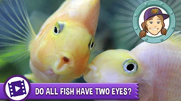 Do all fish have eyes?