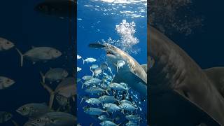 Big Shark 🦈 Eating Underwater | Ocean ASMR Sounds 🌊 #shorts #shark #ocean