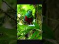 the most beautiful birds you hv never seen #birds #forest #animals #shorts #wildlife #pets #nature