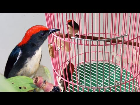 Video Vào Cám Chim Ốc Mít Nâng Cao | Những Điều Nên Và Không... - youtube