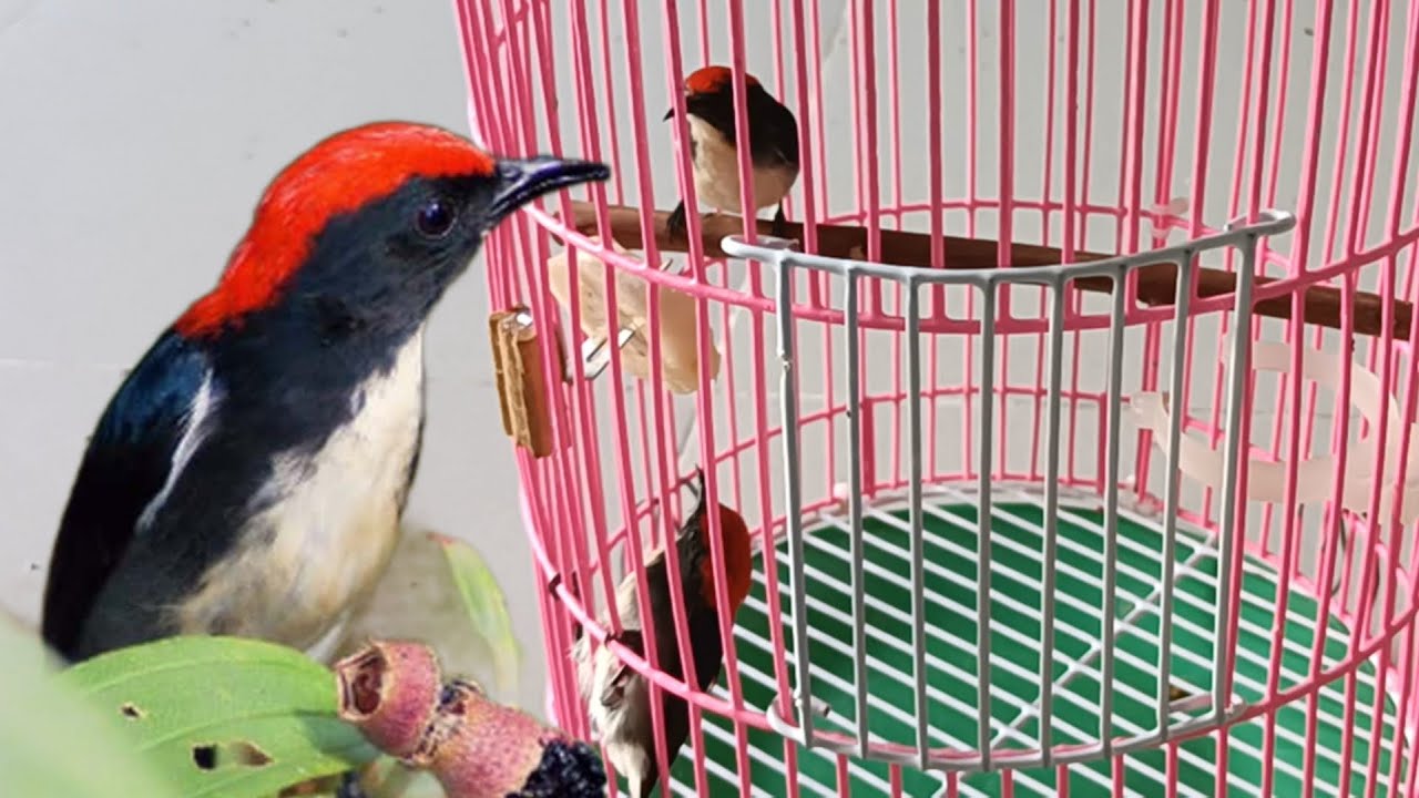 Vào Cám Chim Ốc Mít Nâng Cao | Những Điều Nên Và Không Nên