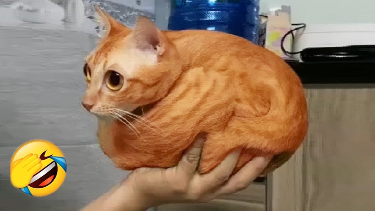 Funny Cat & Dog Videos 2025 😂 Funniest Animals 😂 Try Not To Laugh PART 20
