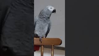 картинка: НУ КТО ТО КУСАЛСЯ, КИРА ЗНАЕТ, ЧТО ЭТО УЖАС!