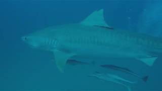 Jupiter Florida, shark dive Tiger and Bull Sharks! Giant Groupers