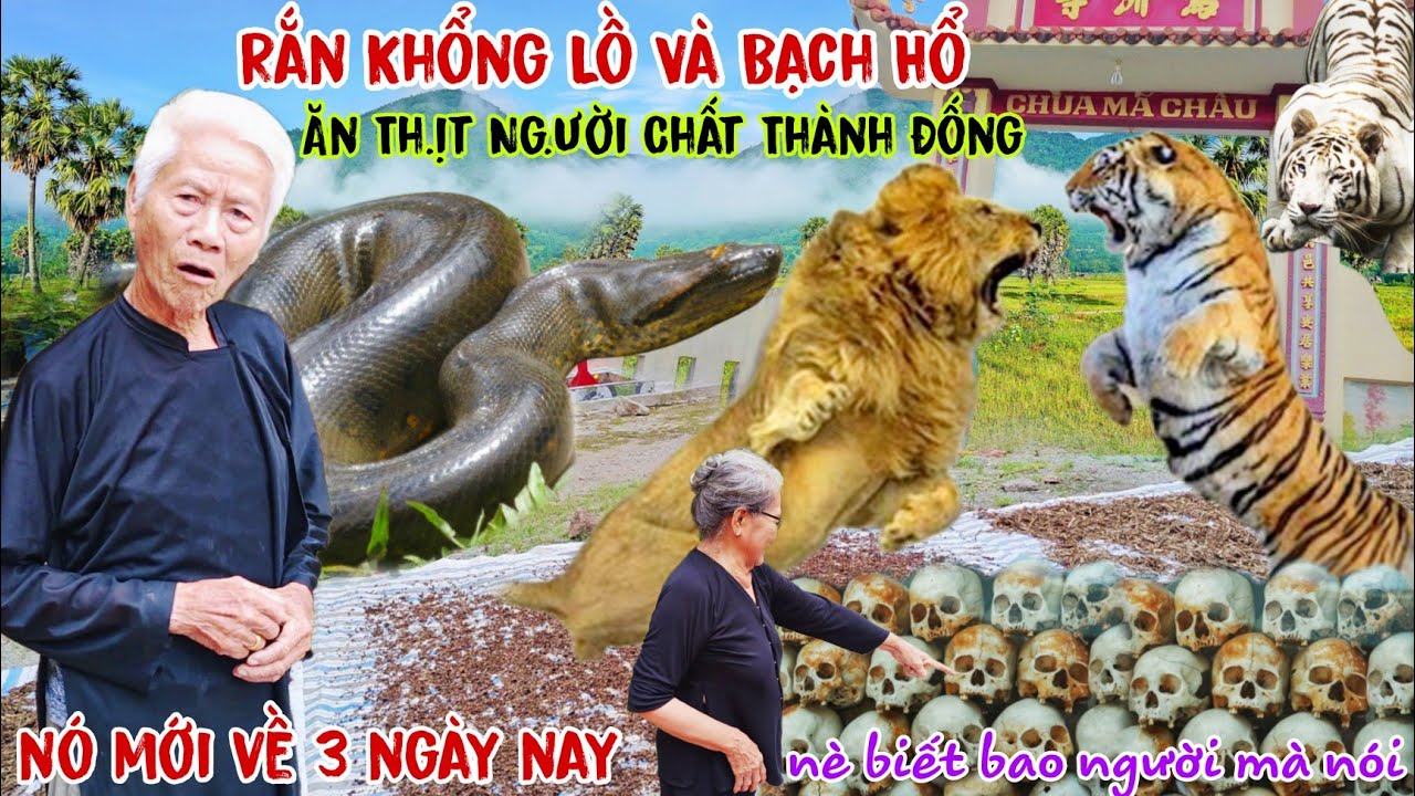 Núi Cấm Rắn Hổ Mây Khổng Lồ Cùng Bạch Hổ từ Campuchia bò qua ăn thịt ng.ười xương chất cao cả mét