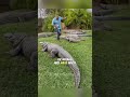 Crocodile vs Alligator 🐊 | 5 Easy Ways to Tell the Difference!. #facts #shorts