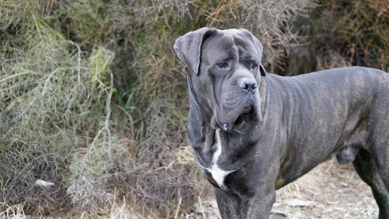 ruff house cane corso