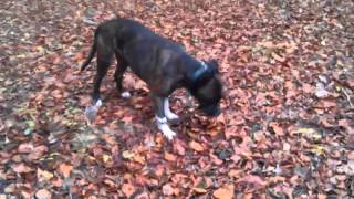 Am�ricain staffordshire terrier qui joue.