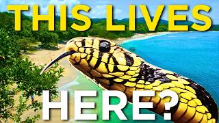 Tiger Rat Snake Encounter in Costa Rica | What you should know