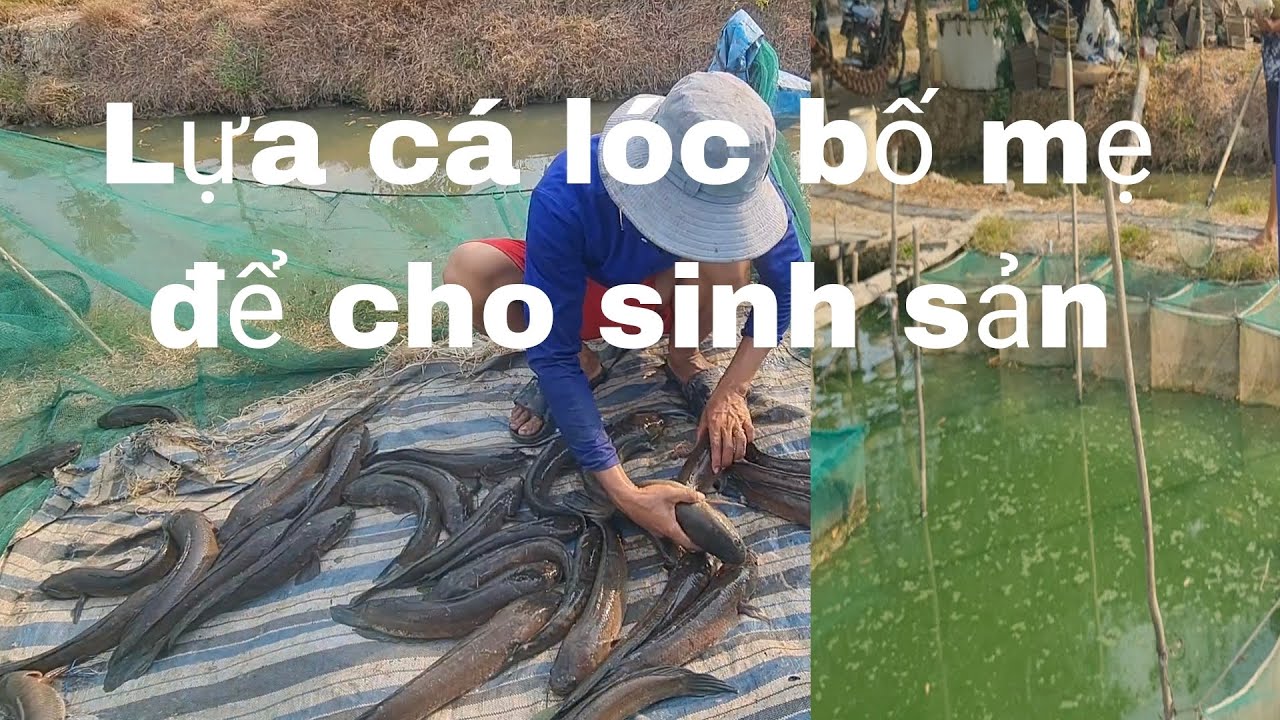 Nghề nuôi cá lóc: lựa cá bố mẹ để cho sinh sản