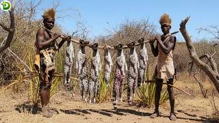 Big Prey African Wild Cats Are Supersized  Hadzabe Tribe Has Enough Food For Three Days