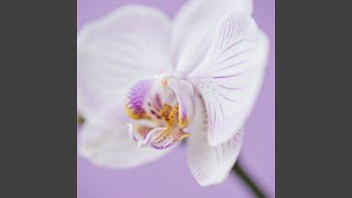 Abadi Angin Melayang