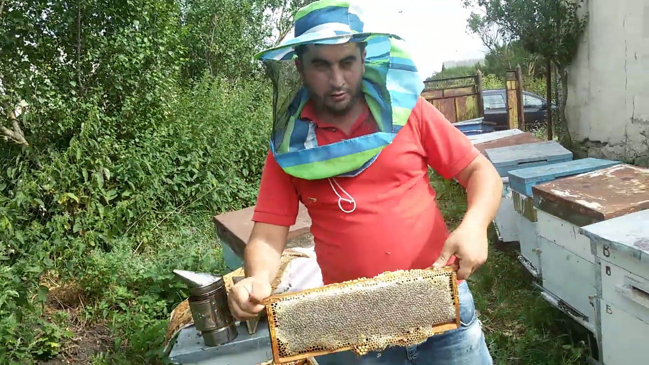 Qafqaz arısı 30.07.2017 zalqa