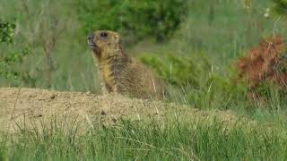 Сурки ( Marmota bobak )