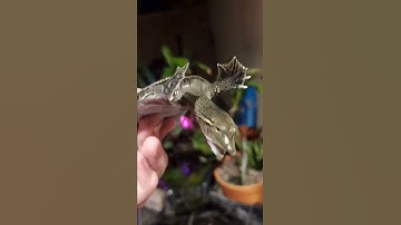 Baby Softshell will bite you!