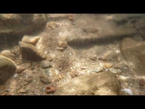 camera iphone 8 plus apk Spring Valley County Park Creek Snorkeling Video 7 - Tessilated Darter