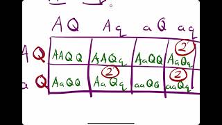 Genotype and Phenotype Probability with Punnett Squares